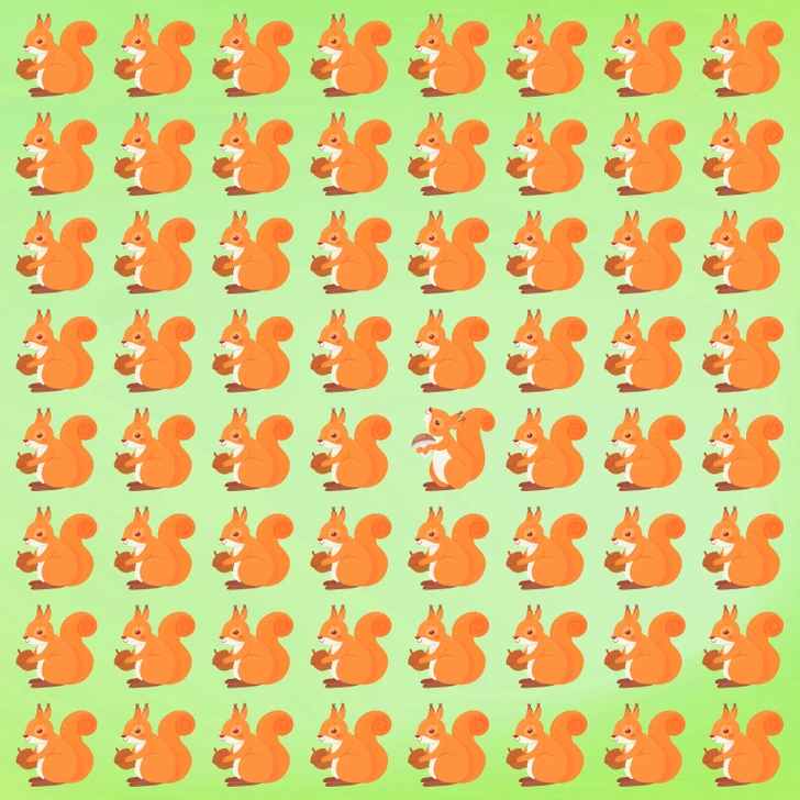 where is the odd squirrel